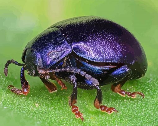 Close Up Purple Beetle paint by number