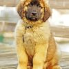 Cute Golden Leonberger paint by number