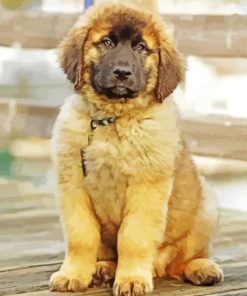 Cute Golden Leonberger paint by number