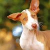 Cute Podenco Dog paint by number