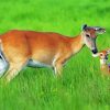 Deer And Cubs In Grass paint by number