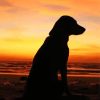Dog And Sunset paint by number