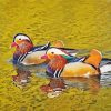 Ducks Swimming Paint by number