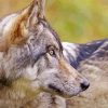 Eastern Wolf Side Face paint by number