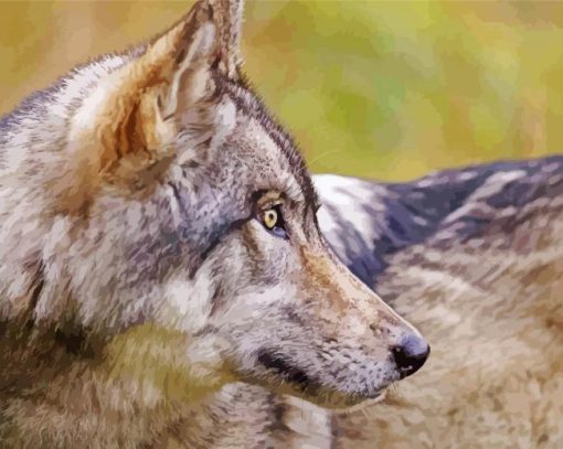 Eastern Wolf Side Face paint by number