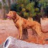 Golden Chesapeake Bay Retriever Dog paint by number