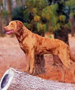 Golden Chesapeake Bay Retriever Dog paint by number