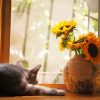 Grey Cat And Flowers By Window paint by number
