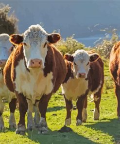 Hereford Cows paint by number