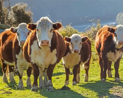 Hereford Cows paint by number