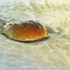 Horseshoe Crab Animal paint by number
