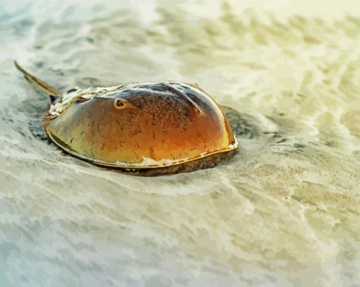 Horseshoe Crab Animal paint by number