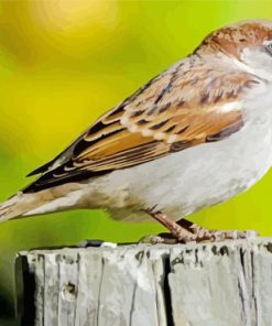 House Sparrow On Branch paint by number