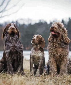 Italian Spinone Dogs paint by number