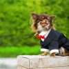 Long Haired Chihuahua Wearing Suit paint by number