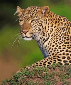 Maasai Mara Leopard paint by number