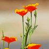 Orange California Poppy Flowers Paint by number