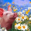 Pig In Daisy Field paint by number