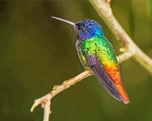 Rainbow Hummingbird Bird paint by number