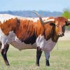 Texas Longhorns paint by number