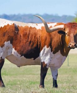 Texas Longhorns paint by number