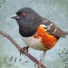 Towhee Bird paint by number