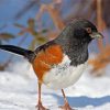 Towhee In Snow Paint by number