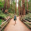 Travel To Muir Woods National Monument paint by number