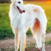 White Borzoi Dog paint by number