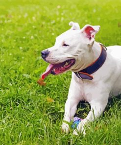 White Staffordshire Dog paint by number