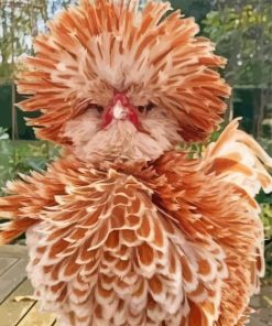 Adorable Frizzle Chicken paint by number