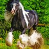 Black And White Cob Horse paint by number