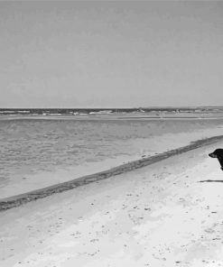 Black And White Dachshund On The Beach paint by number