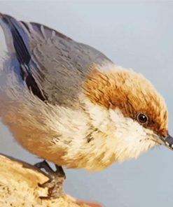 Cute Brown Headed Nuthatch paint by number