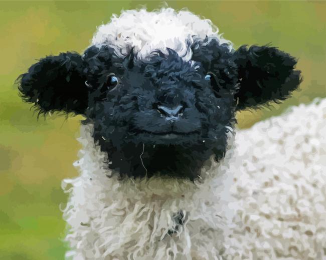 Cute Valais Blacknose paint by number