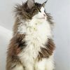 Fluffy Norwegian Cat paint by number