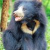Happy Sloth Bear paint by number