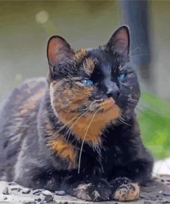 Lonely Tortoise Shell Cat paint by number