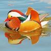 Mandarin Duck Swimming paint by number