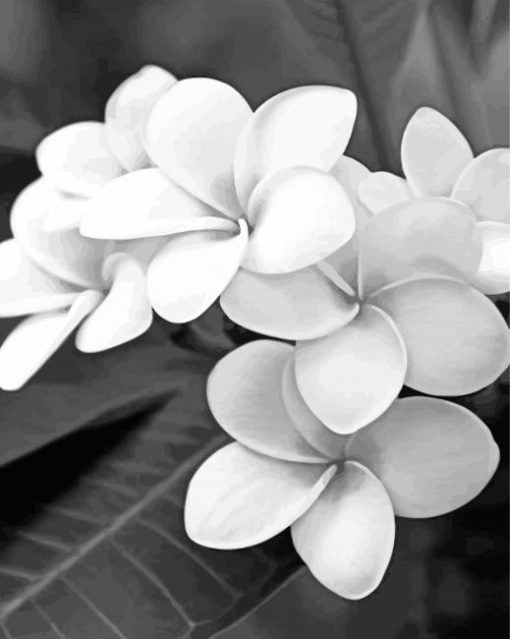 Monochrome Black And White Flowers paint by number