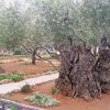 Old Trees In Garden Of Gethsemane paint by number
