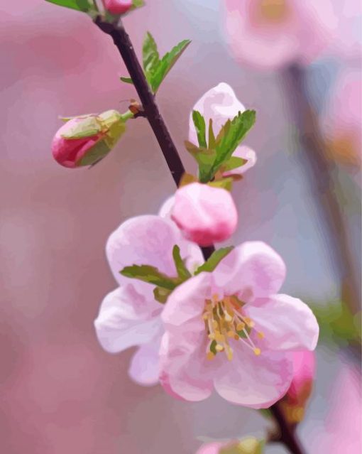 Pink Apple Blossom Flower paint by number