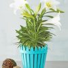 Potted White Easter Lilies paint by number