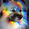 Rainbow Dog Animal paint by number