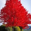 Red Tree paint by number