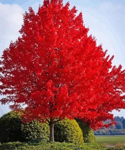 Red Tree paint by number