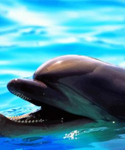 Smiling Dolphin Animal paint by number