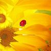 Sunflowers Ladybug paint by number