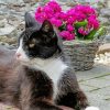 Tuxedo Cat Pet Flowers paint by number