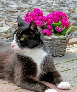 Tuxedo Cat Pet Flowers paint by number